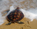 Thả một cá thể rùa biển quý hiếm về môi trường tự...